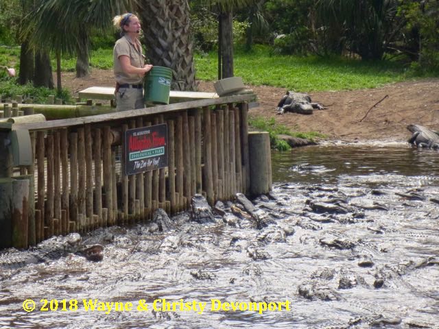 Lots of hungry alligators