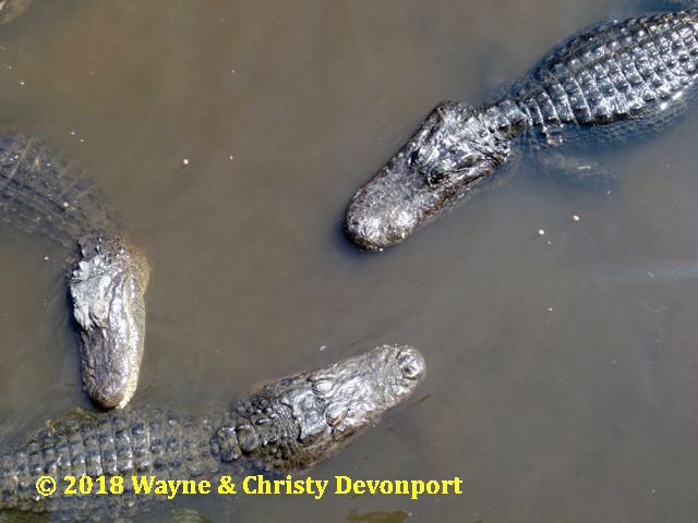 Three swimming alligators