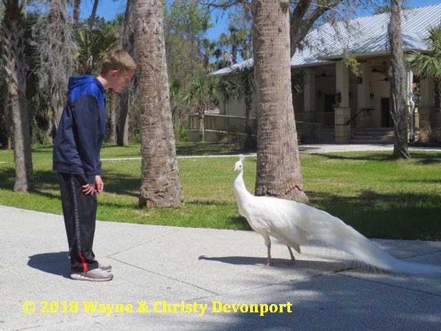 Colby with an Albino Peacock