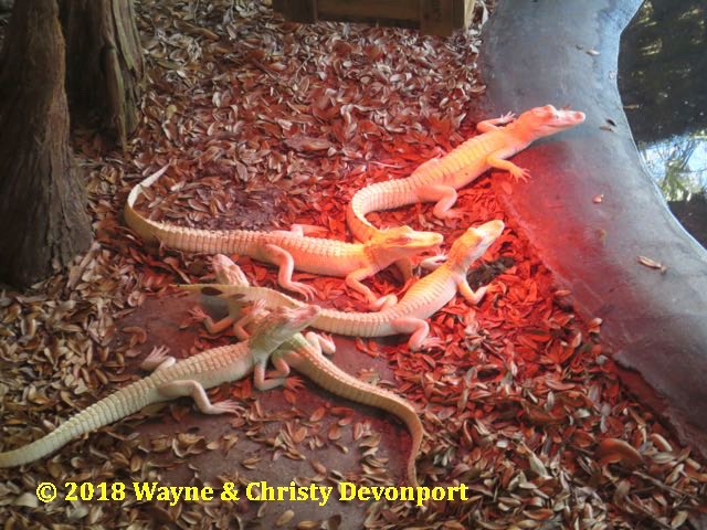 Albino baby alligators