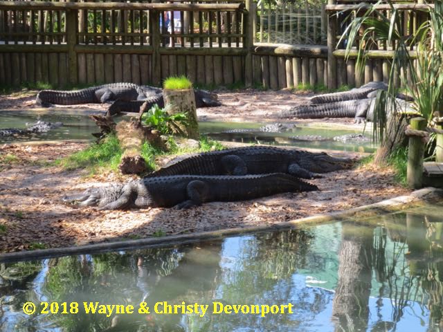 Alligators relaxing