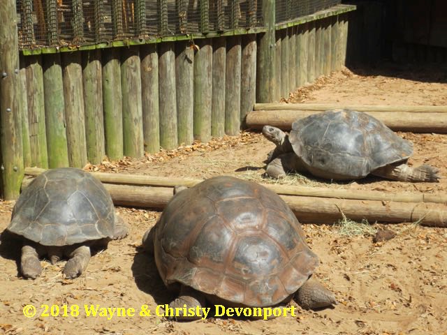 Galapagos tortoises