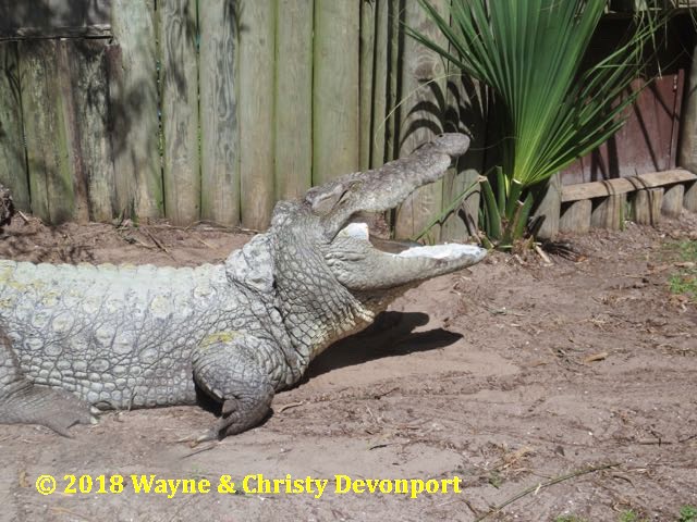 Yawning gator