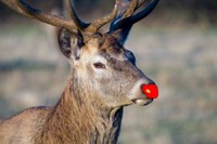 NewReindeerRed